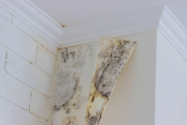 Trusted Spring Hill, FL Mold Removal Experts